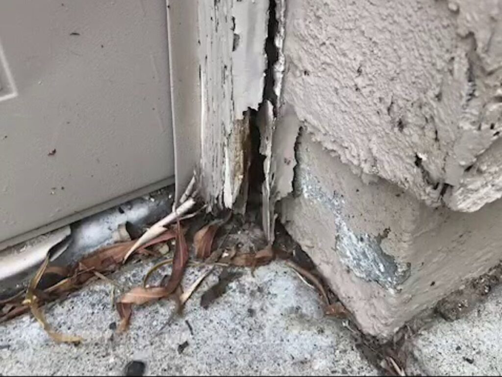 Pre Purchase Termite Inspection Los Angeles Real Estate 1 Los Angeles inspector probing foundation for termite evidence