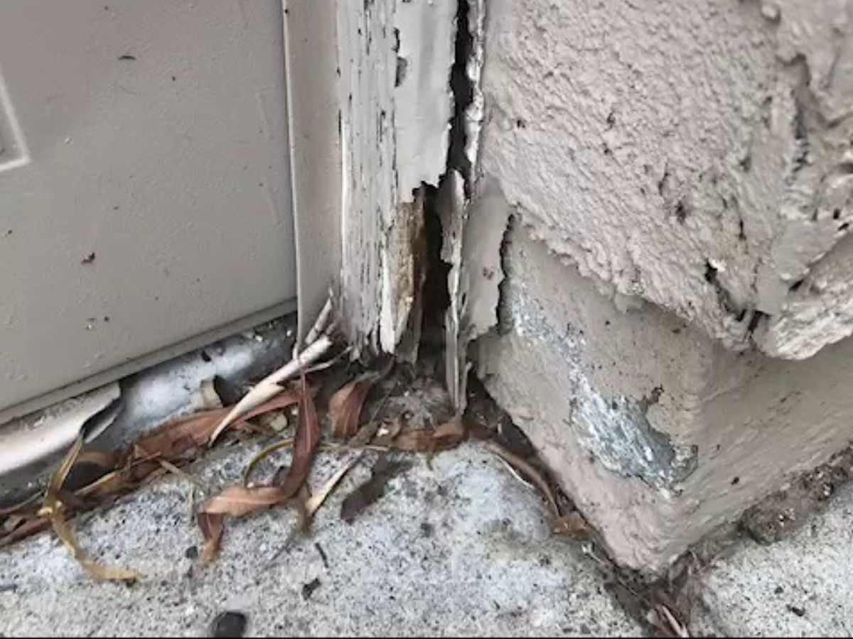 Los Angeles inspector probing foundation for termite evidence